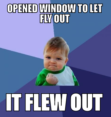 Opened window to let fly out it flew out