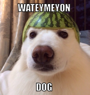 wateymeyon dog