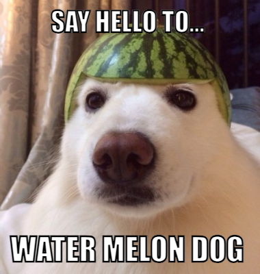 Say hello to... water melon dog